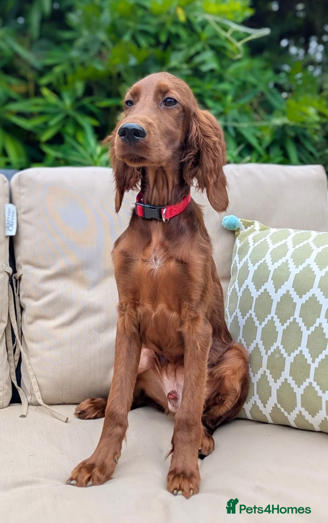 Irish Setter dogs for sale: One Boy available- KC Irish Setter Puppies - Advert 2