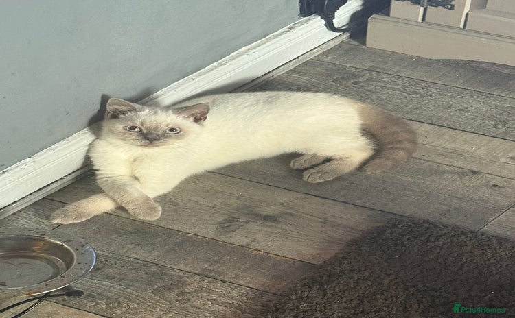 Himalayan cats - Advert 2