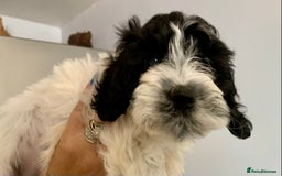 Cockapoo dogs for sale: F1 Cockapoo Puppies. READY NOW - Image 9