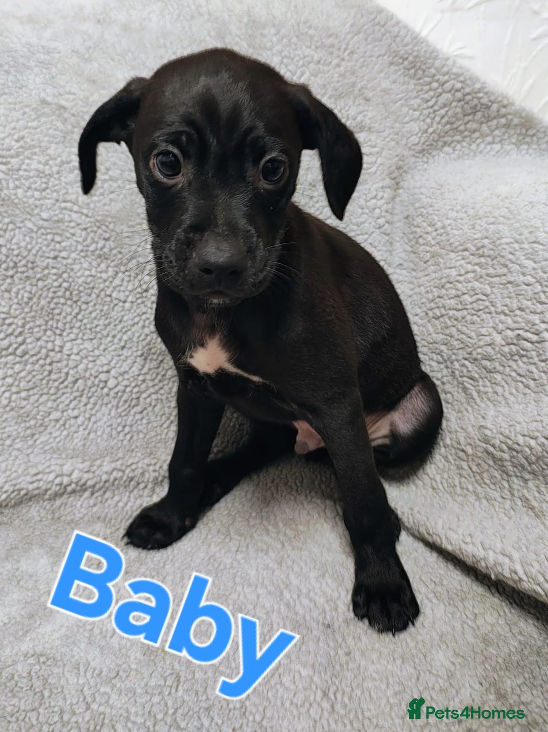 Mixed Breed dogs for sale: Pug x Lucher  - Image 10