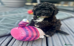 Maltipoo dogs for sale: Stunning F1b Toy Maltipoo puppies  in Bristol - Image 15