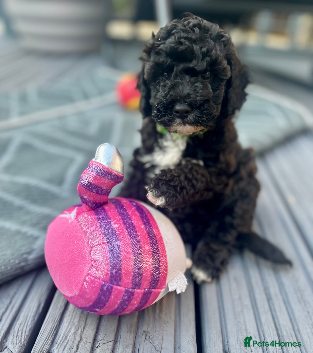 Maltipoo dogs for sale: Stunning F1b Toy Maltipoo puppies  in Bristol - Image 15