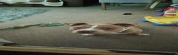 Staffordshire Bull Terrier dogs for sale: Staffy mix - Advert 3