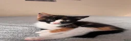Domestic Shorthair cats for sale: 7 beautiful kittens for sale - Advert 16