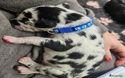 Great Dane dogs for sale: Great dane puppies  - Image 2