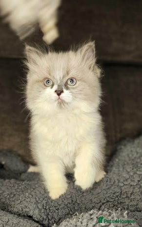 Ragdoll cats Beautiful ragdoll - Advert 2