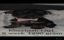 Yorkshire Terrier dogs for sale: Yorkshire Terrier Puppies Ready Now - Image 5