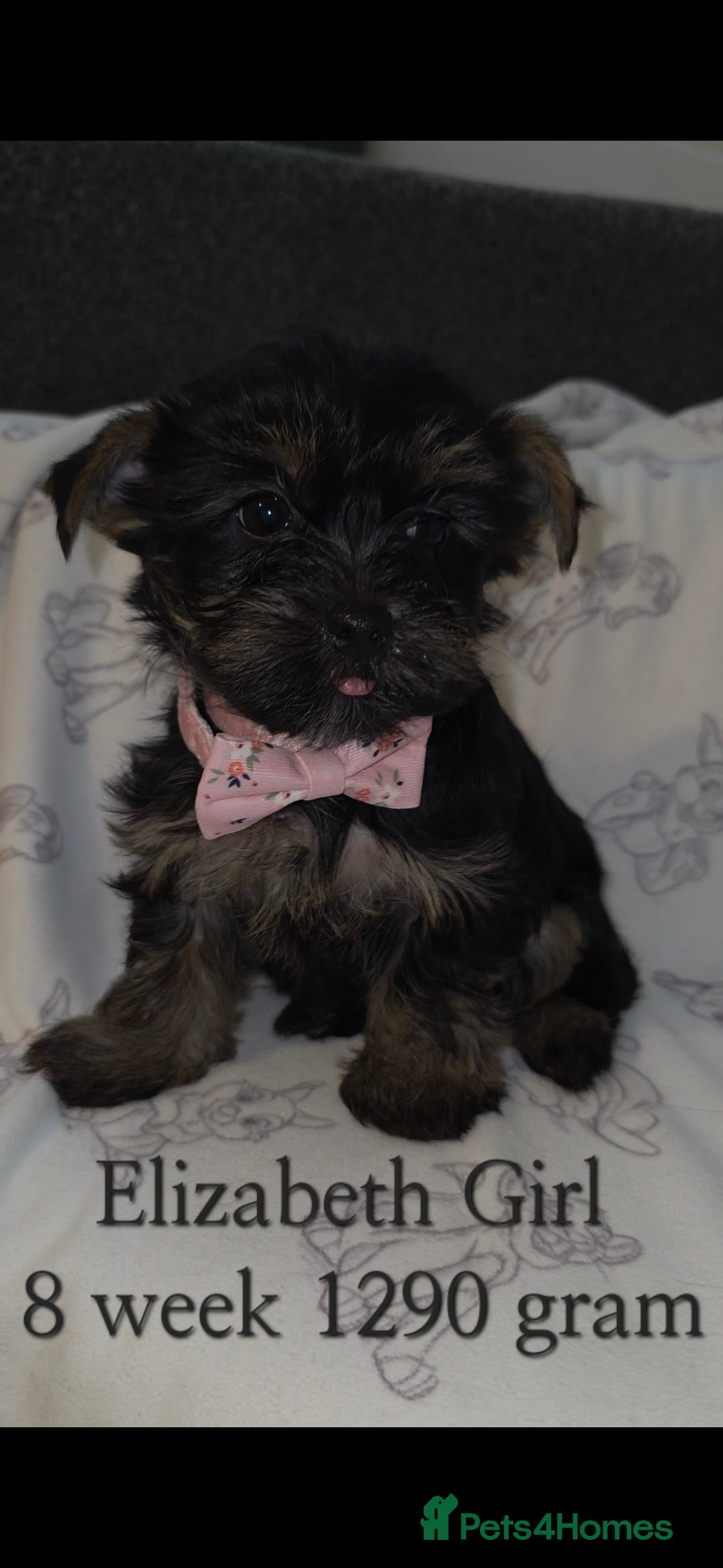 Yorkshire Terrier dogs for sale: Yorkshire Terrier Puppies Ready Now - Image 5