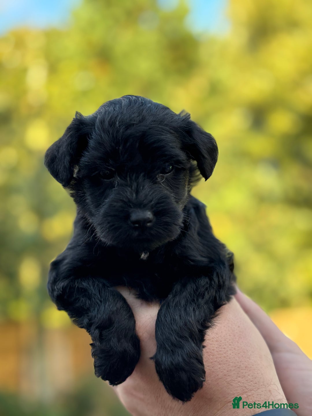 Miniature Schnauzer dogs for sale: Adorable KC registered Miniature Schnauzers - Image 20