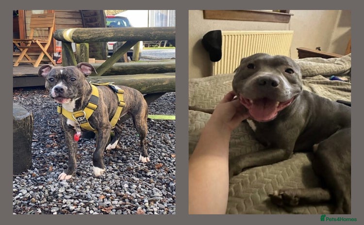 Staffordshire Bull Terrier dogs - Advert 3