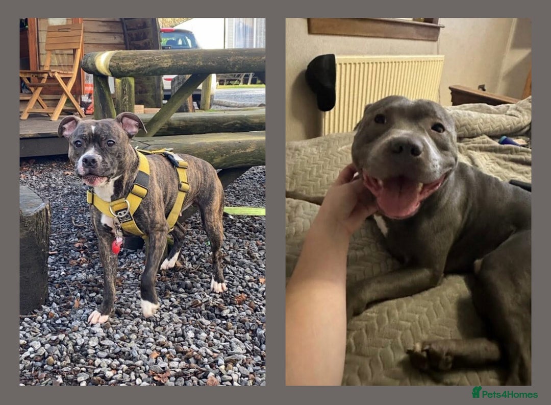 Staffordshire Bull Terrier dogs for sale: Staffordshire bull terriers - Image 1