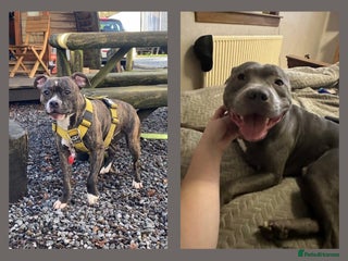Staffordshire Bull Terrier dogs - Advert 4