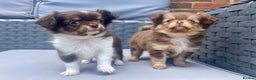 Chihuahua dogs for stud: Long Coat KC Lilac & Tan Proven Stud in Washington - Advert 10