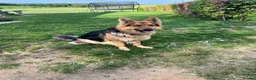 German Shepherd dogs for stud: FOR STUD ONLY. Stunning GSD.  in Marlborough - Advert 2