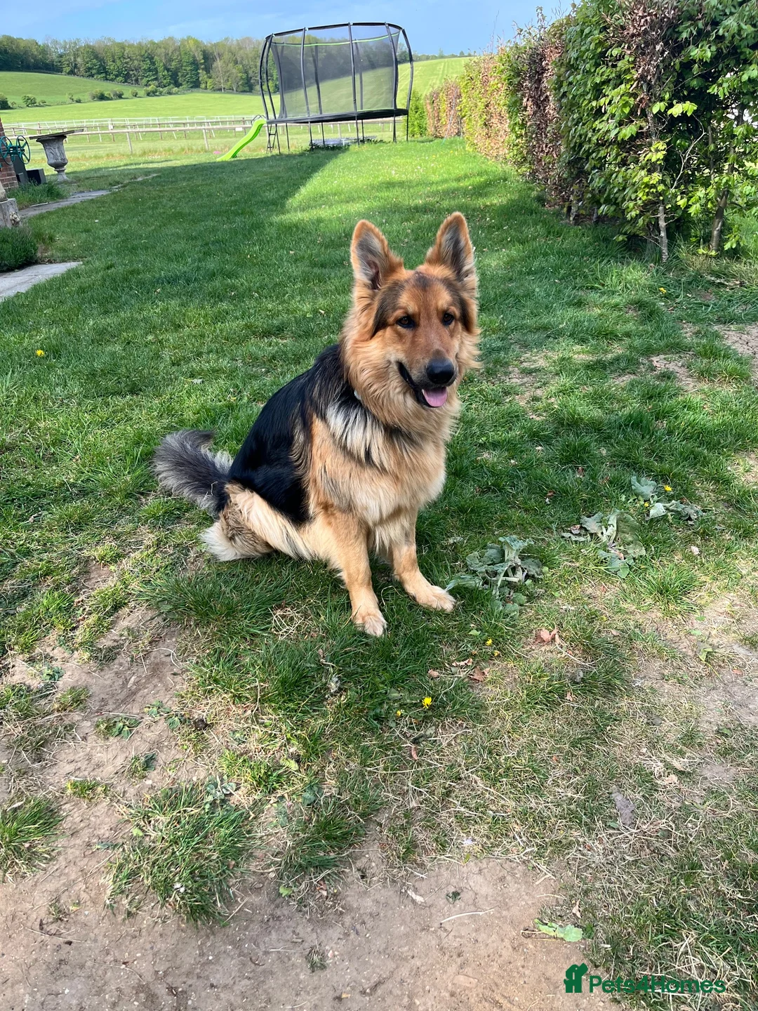 German Shepherd dogs for stud: FOR STUD ONLY. Stunning GSD.  in Marlborough - Advert 2