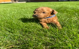 Miniature Poodle dogs for sale: KC registered Miniature Red poodles for Sale - Image 16