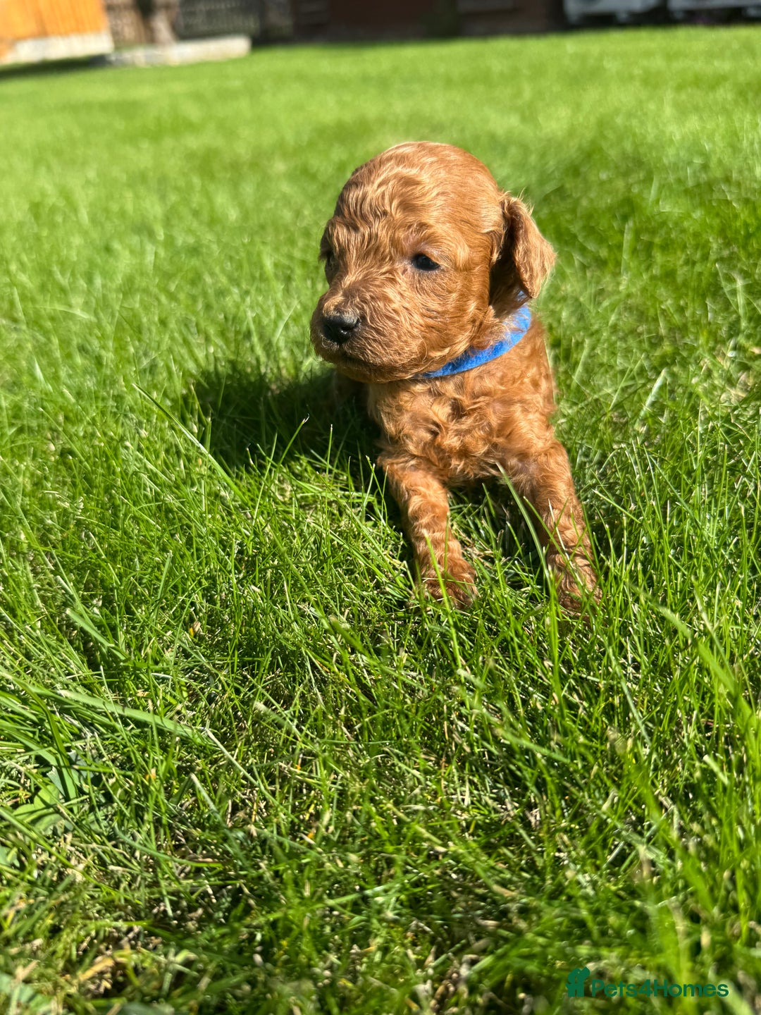 Miniature Poodle dogs for sale: KC registered Miniature Red poodles for Sale - Image 16
