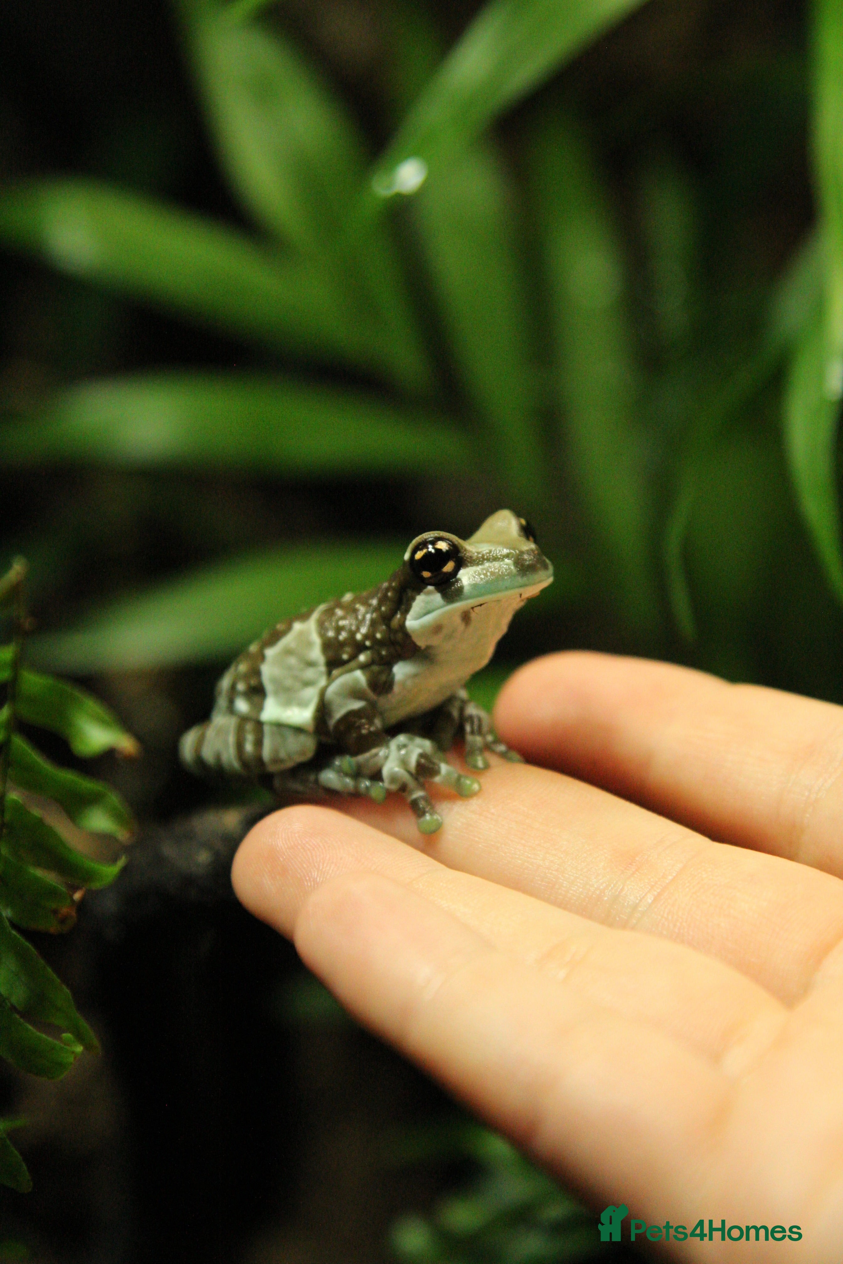 Frog reptiles WANTED: ADULT MILK FROGS - Advert 1