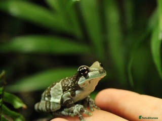 Frog reptiles WANTED: ADULT MILK FROGS - Advert 3