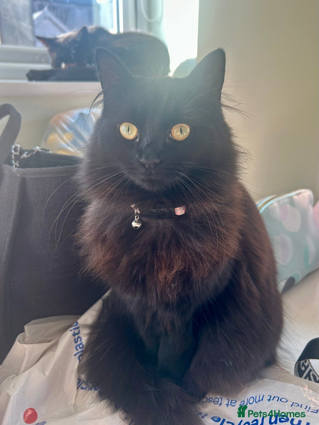 Domestic Shorthair cats for sale: 2 cats looking for a loving home  - Image 2