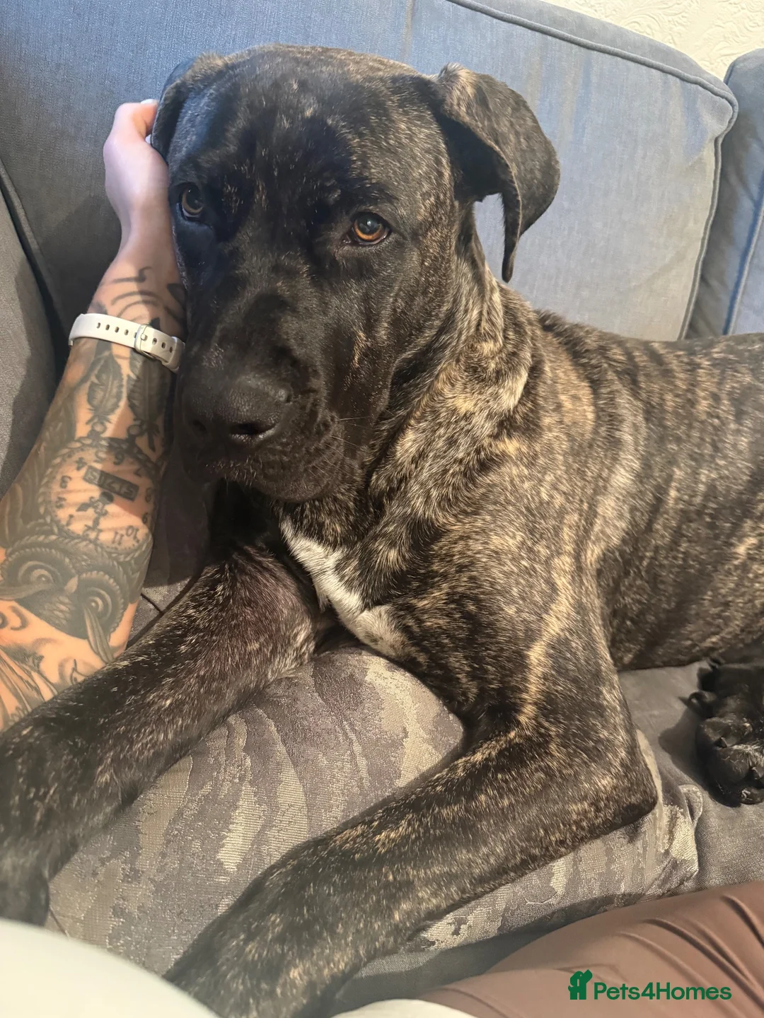 Mixed Breed dogs for sale: 9 month old puppy in Aberystwyth - Advert 4