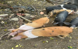 Pig livestock for sale: Saddleback x Tamworth piglets  - Image 5