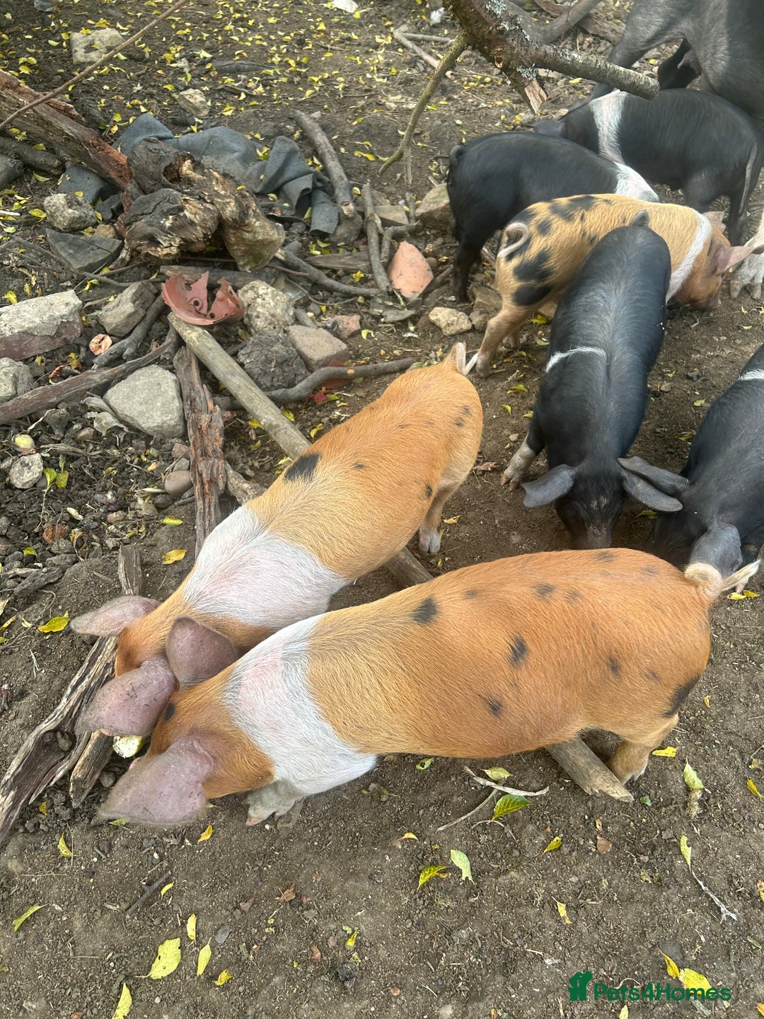 Pig livestock for sale: Saddleback x Tamworth piglets  - Image 5