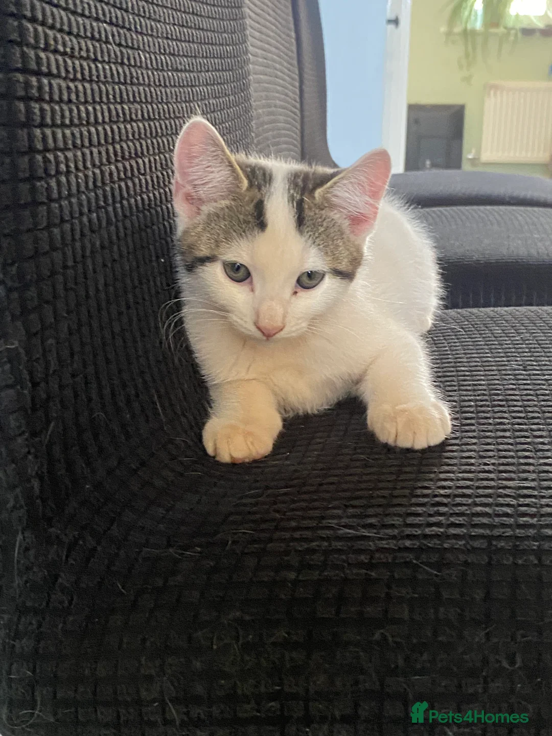 Mixed Breed cats for sale: Beautiful, friendly kittens looking for new home - Advert 2