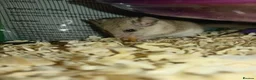 Mouse rodents for sale: African pygmy dormice!  - Advert 4