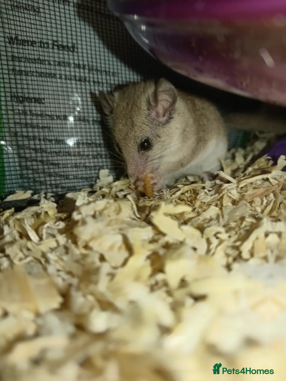 Mouse rodents for sale: African pygmy dormice!  - Advert 4