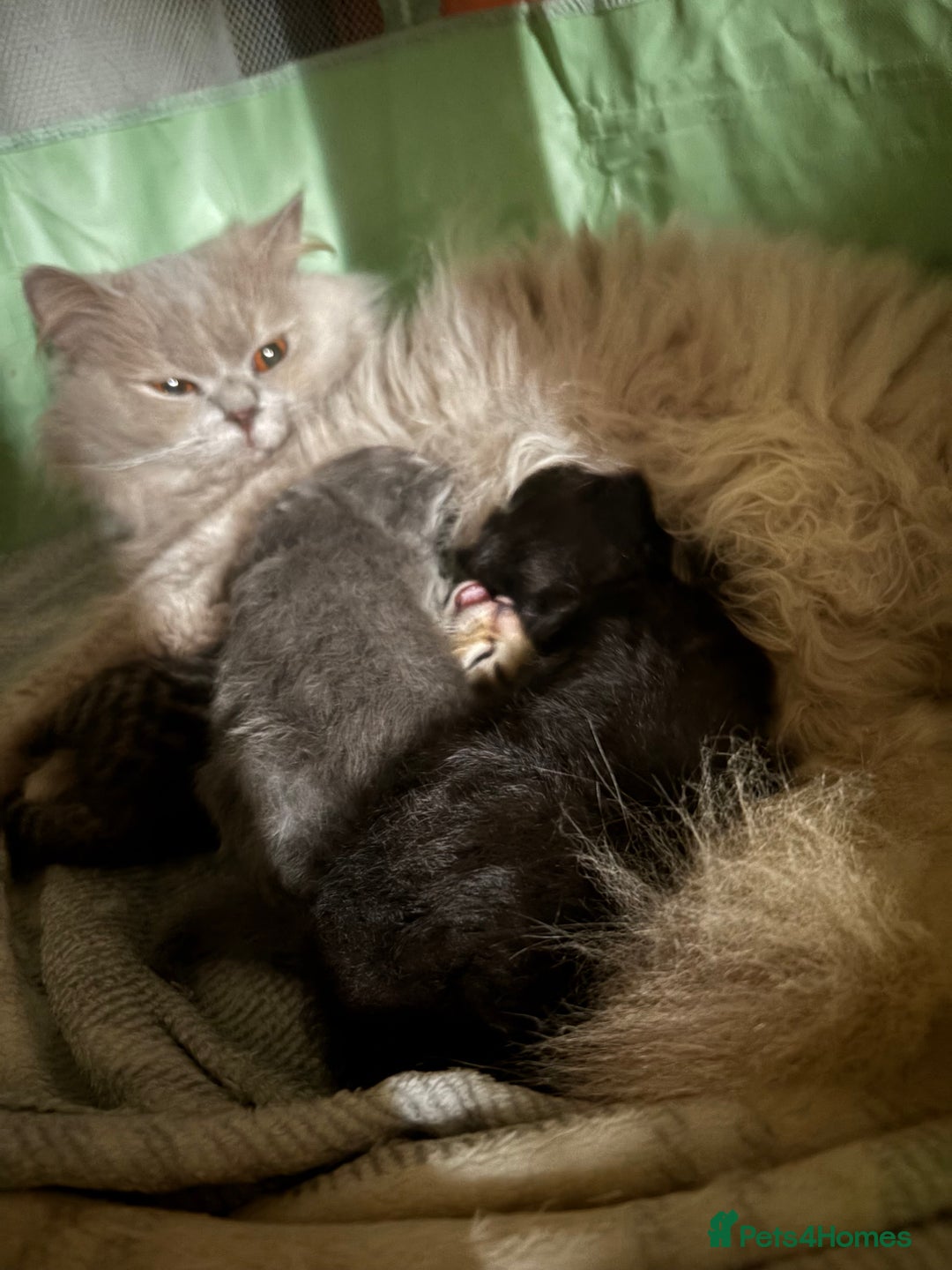 Mixed Breed cats for sale: Ragdoll cross British long hair kittens  - Image 19