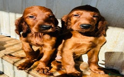 Irish Setter dogs for sale: Outstanding red Irish setters puppies - Image 19