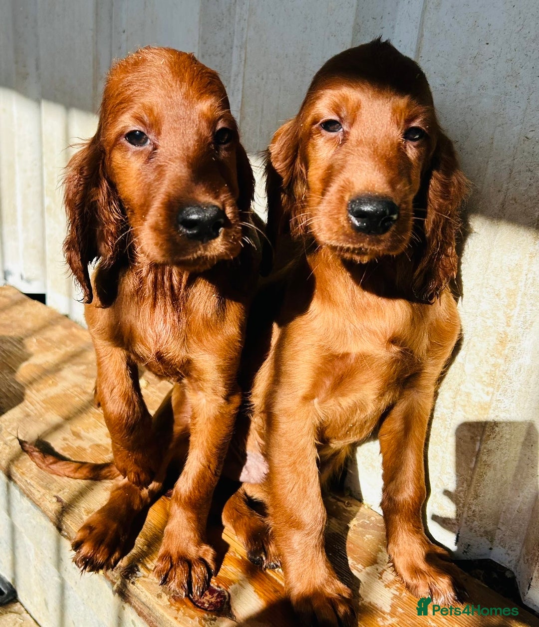 Irish Setter dogs for sale: Outstanding red Irish setters puppies - Image 19