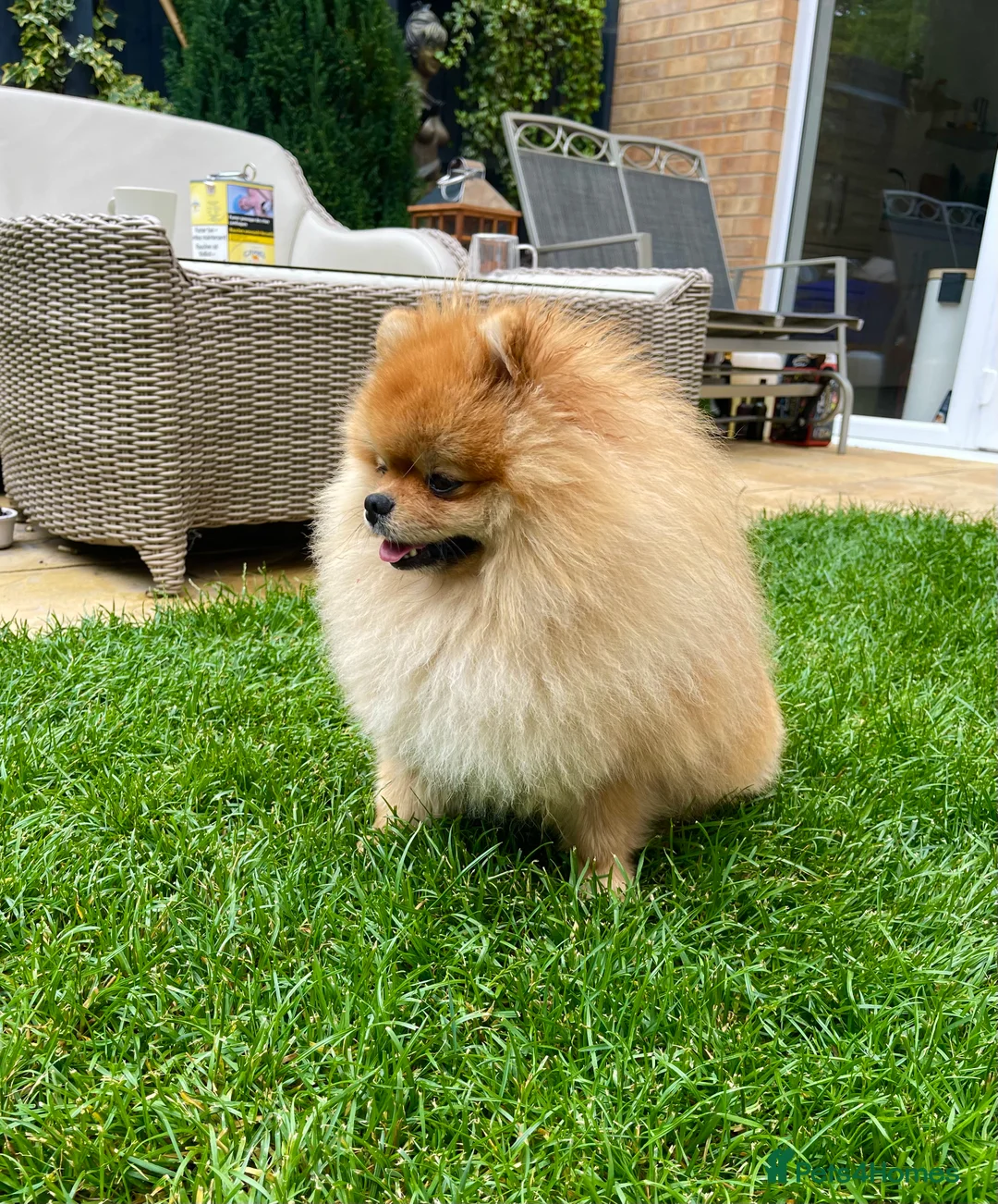 Pomeranian dogs for stud: POMERANIAN  MALE FOR STUD - Advert 2