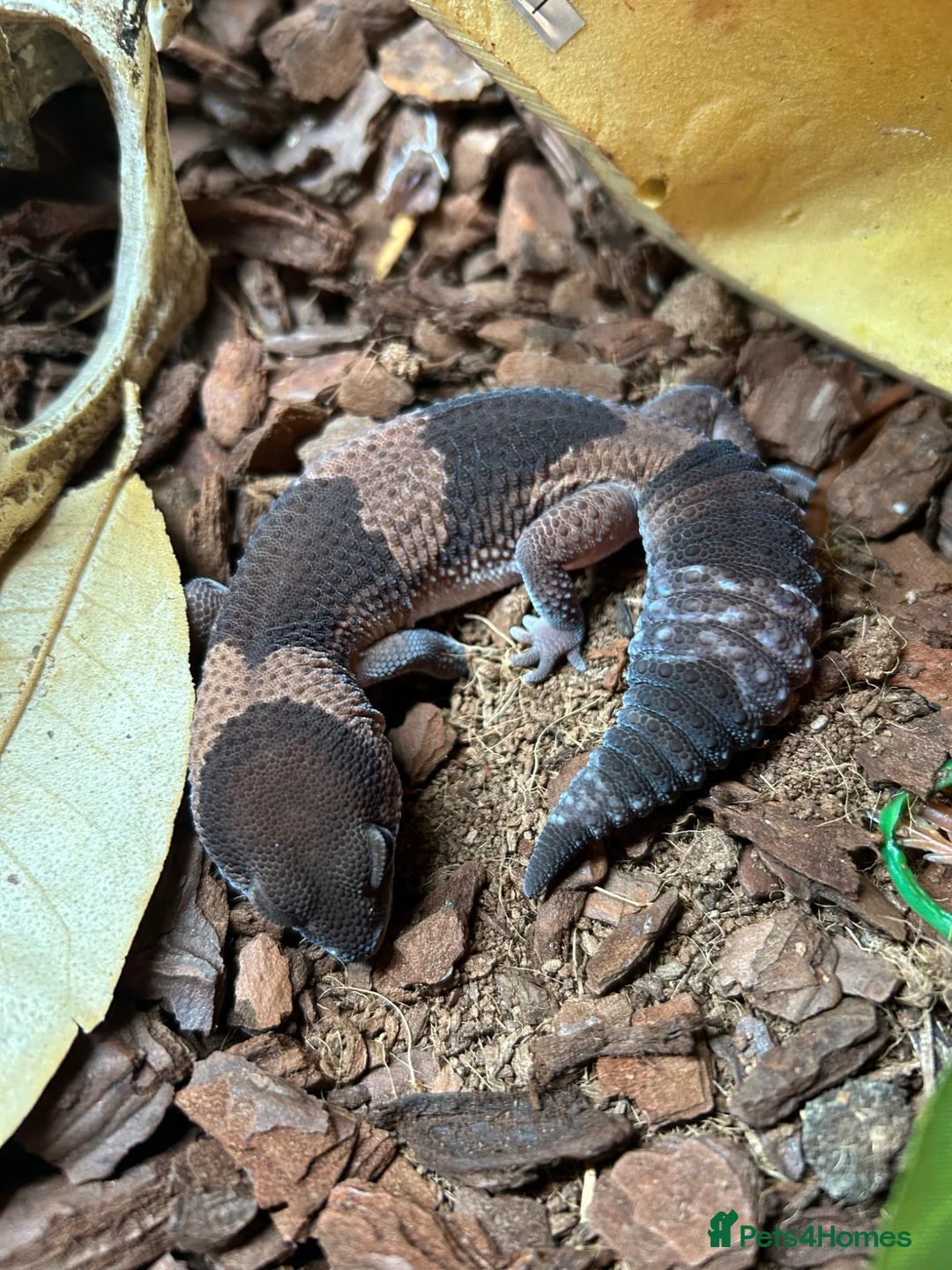 Gecko reptiles for sale: African fat tail including enclosure  - Advert 1