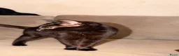 British Shorthair cats for sale: Kitten needing home  - Advert 2