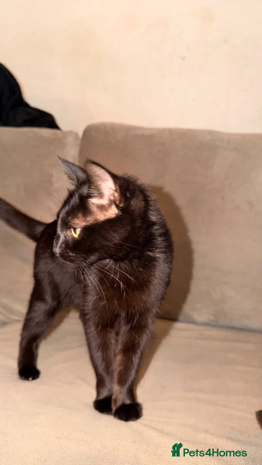 British Shorthair cats for sale: Kitten needing home  - Advert 2