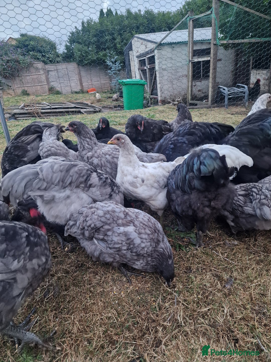 Chickens poultry for sale: Point of Lay hens Jersey Giants, Pekin & Olive egg - Image 12