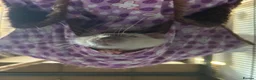 Rat rodents for sale: group of 4 friendly rats (cage+everything incl) - Advert 9