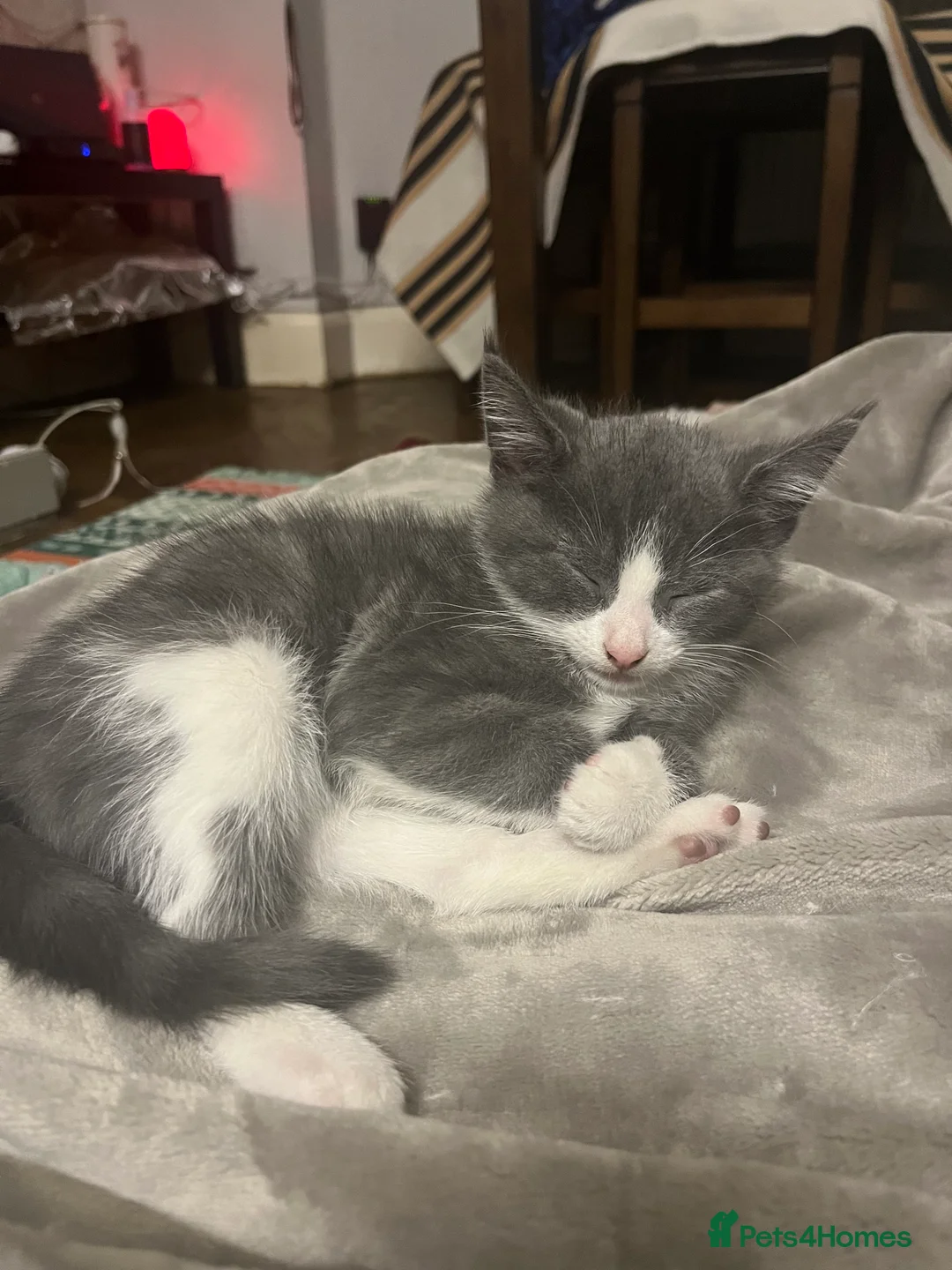 Mixed Breed cats for sale: 3 kittens for sale - Advert 12