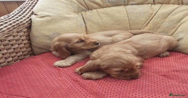 Cocker Spaniel dogs - Advert 15