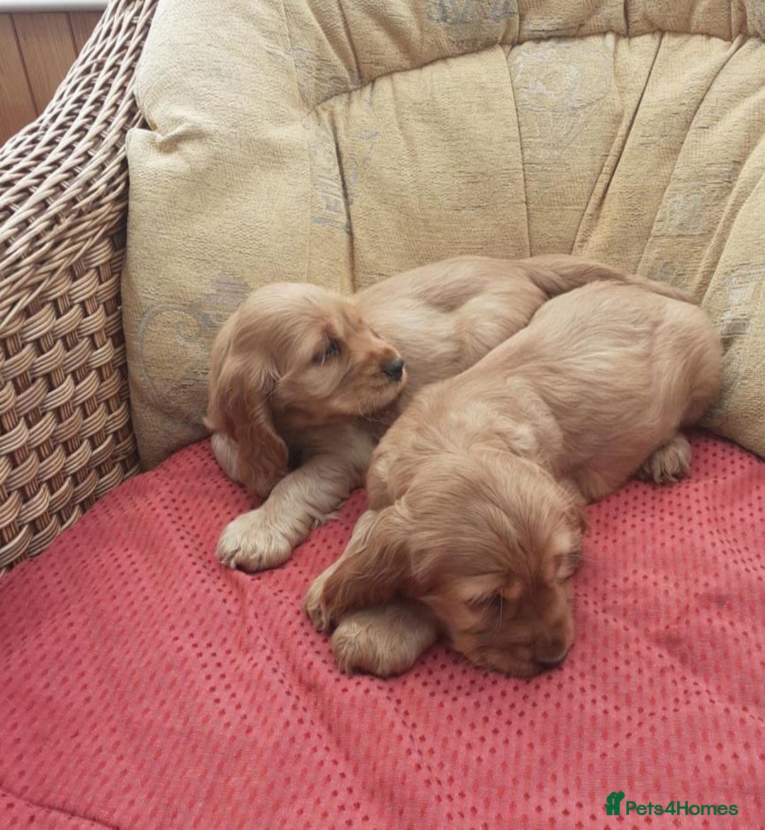Cocker Spaniel dogs for sale: Golden Cocker spaniel puppies - Image 2