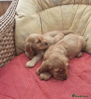 Cocker Spaniel dogs - Advert 15