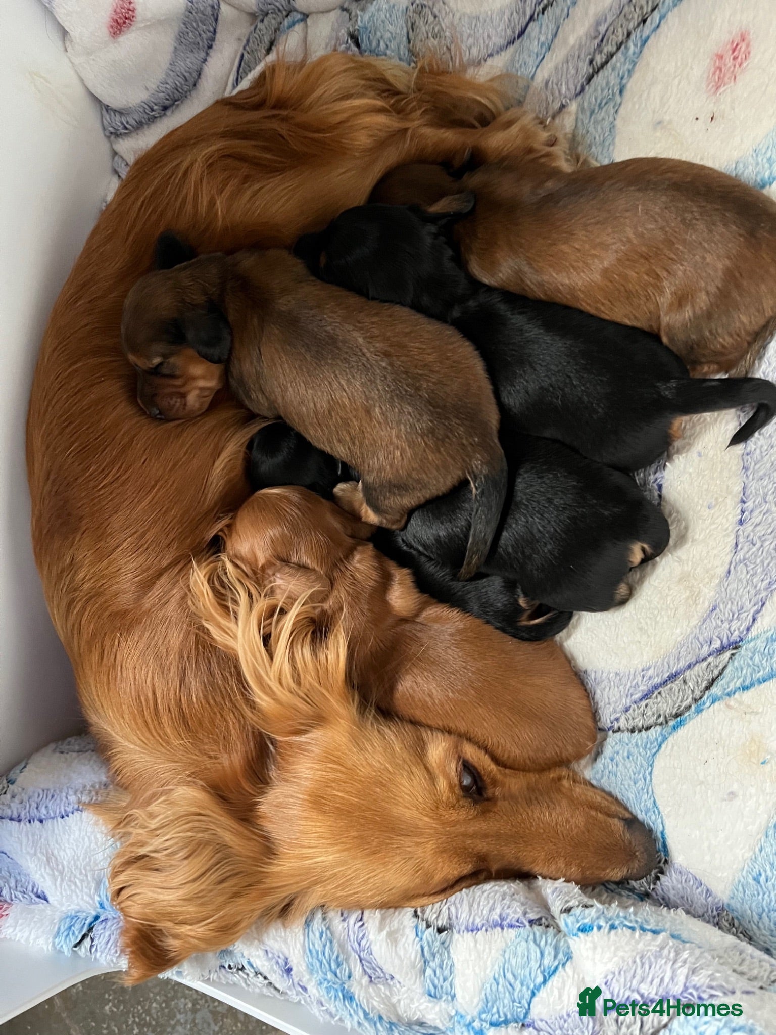 Miniature Dachshund dogs Brothers & sisters  to Crufts Best Puppy Dog 2025 - Advert 1