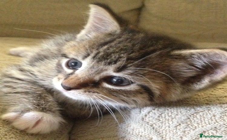 Mixed Breed cats tabby kitten  ( ready now ) - Advert 2