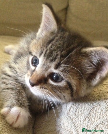Mixed Breed cats tabby kitten ( ready now ) - Advert 2