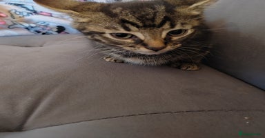 Bengal cats - Advert 9