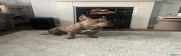 American Bully dogs for sale: Pocket bully female - Advert 4