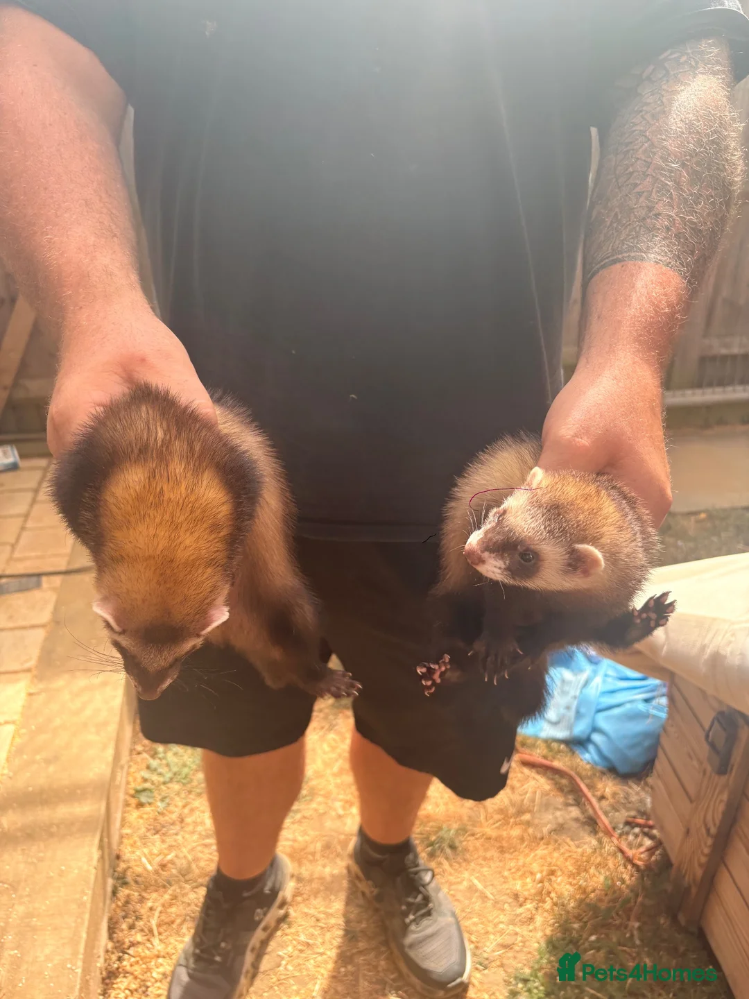 Ferret rodents for sale: 2 Female Ferrets – Working Stock in Hemel Hempstead - Advert 2