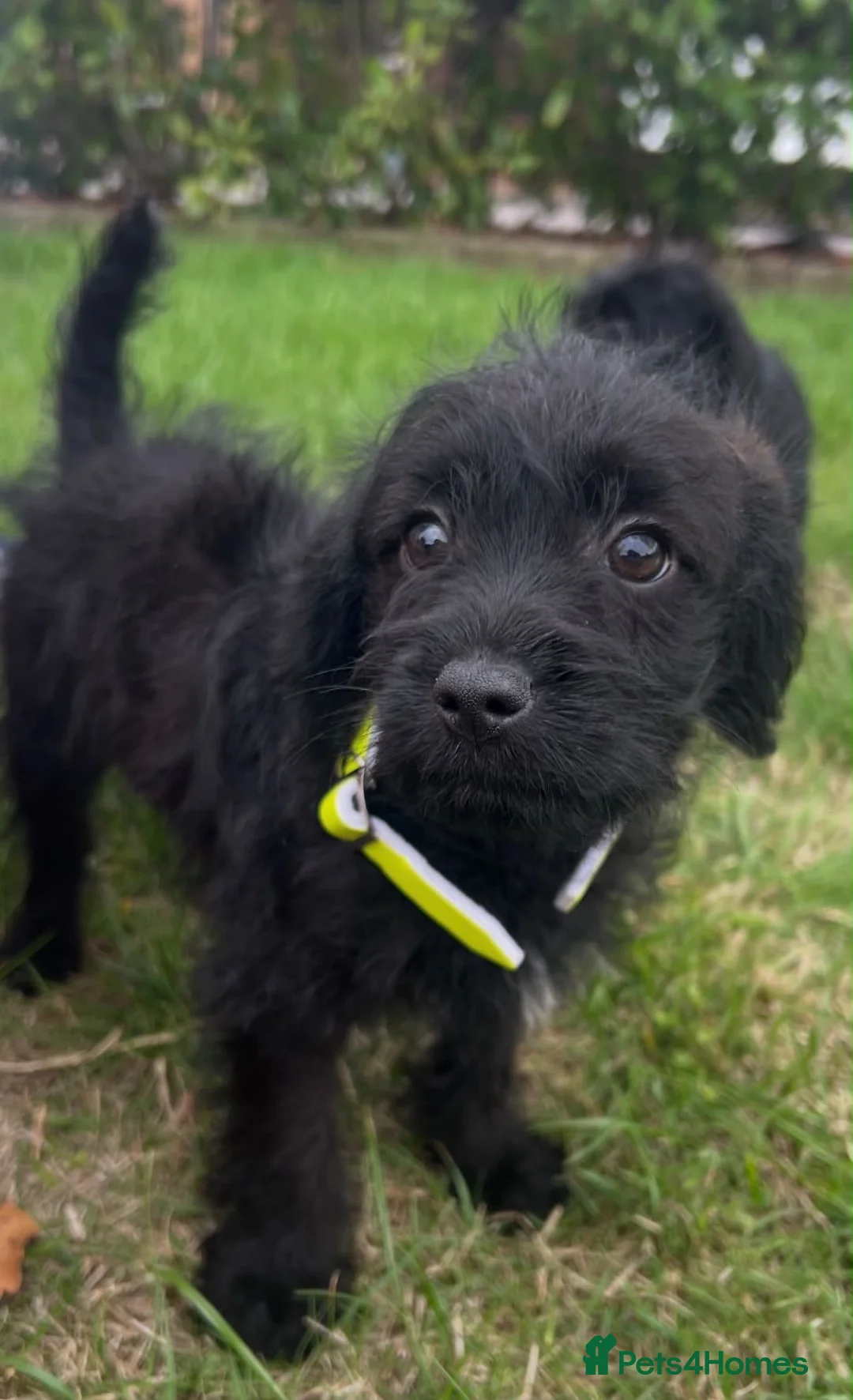Mixed Breed dogs for sale: Bordoodle in Tonbridge - Advert 2